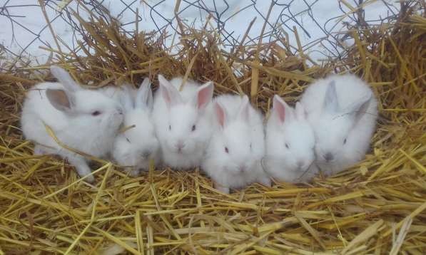 крольчата и взрослые кролики мясных пород в Пскове фото 6