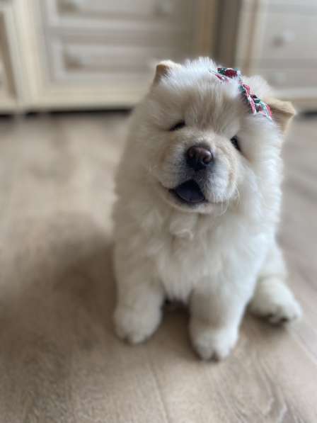 Чау -чау в Москве