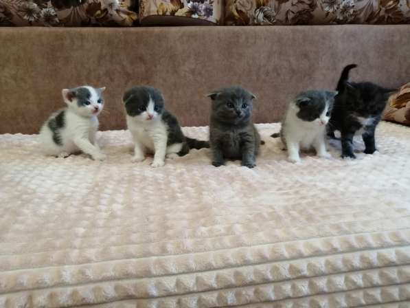 Без кота и жизнь не та! в Липецке фото 15