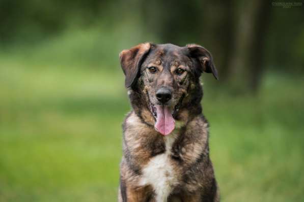 Надёжный Друг Курт ищет семью в Москве фото 34