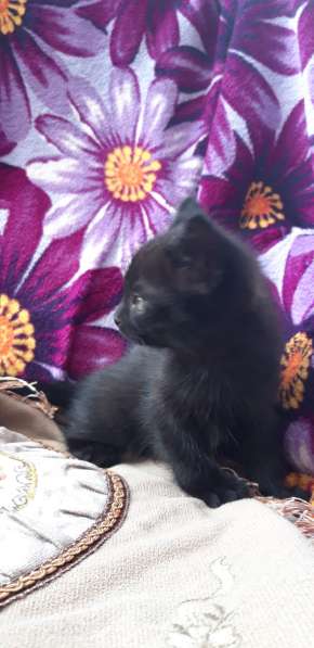 Котёнок отдам даром в Воронеже фото 4