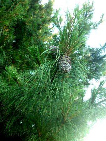 дачу в Утяшево, черта города в Тюмени