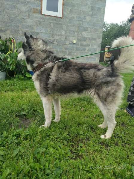 Хаски с разноцветными глазами ищет дом в Санкт-Петербурге фото 17