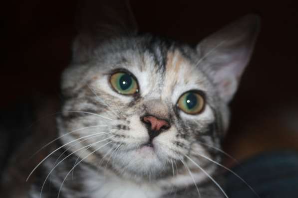 Курильский бобтейл - котята золотого окраса в Краснодаре фото 25