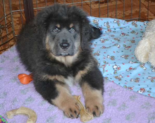 Тибетский мастиф - лучший страж на территории в Москве фото 19