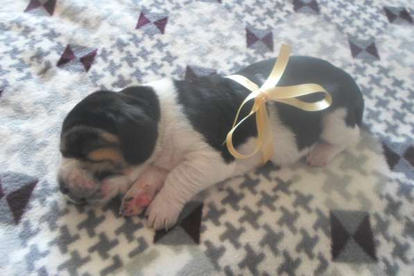 Щенки Бассет-хаунд в Армавире фото 75