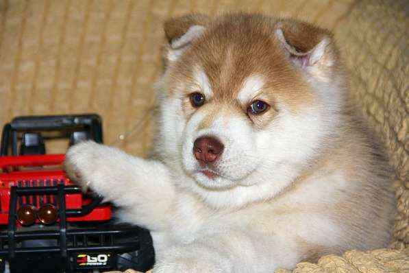 Супер щенок Сибирский хаски в фото 16
