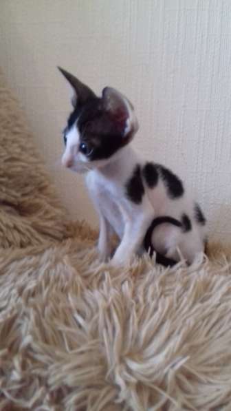 Кошечка Корниш рекс в Москве фото 11