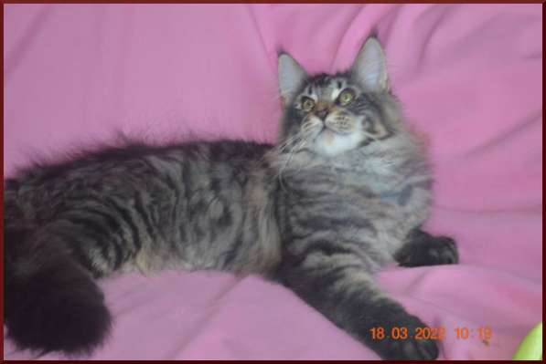 Роскошный черный котик мейн-кун из питомника в Астрахани фото 85