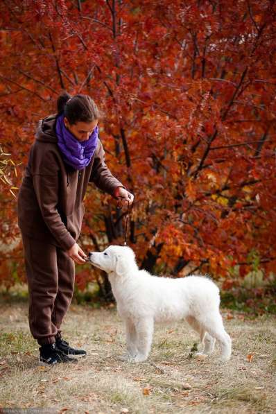 Мареммо-Абруццкая овчарка в Коркино фото 5