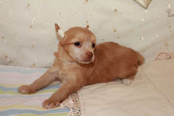 Красивая пуховая девочка в Москве фото 14