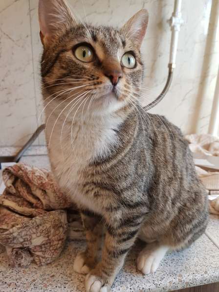 Кошка Ласка в добрые руки