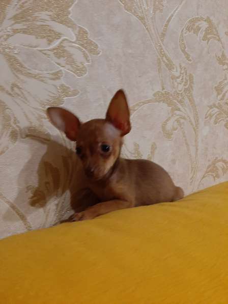 Той терьер в Москве фото 3