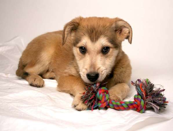 Малыши ищут семью: собачки в дар в Химках фото 15