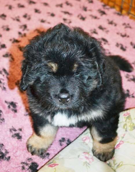 Тибетский мастиф - лучший страж на территории в Москве фото 68