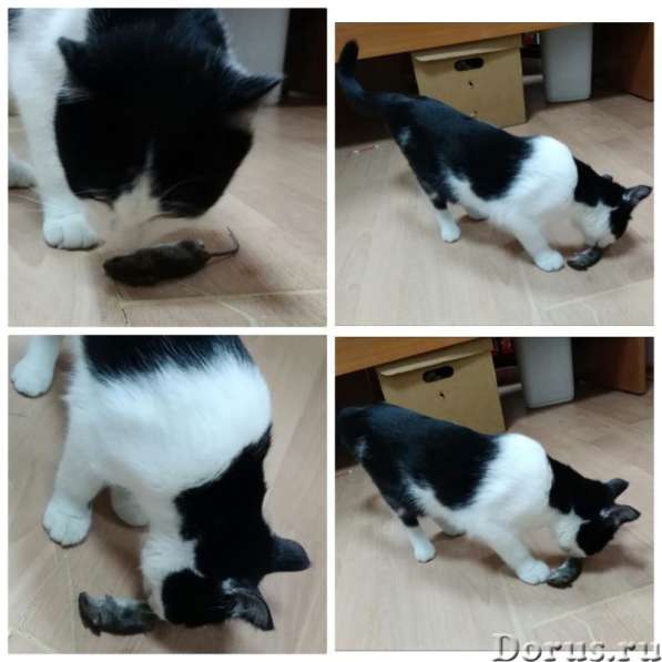 Кошечка Фифа в добрые руки