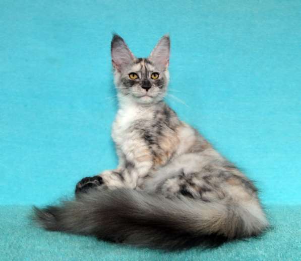 Апельсинки к Новому Году в Рязани фото 67