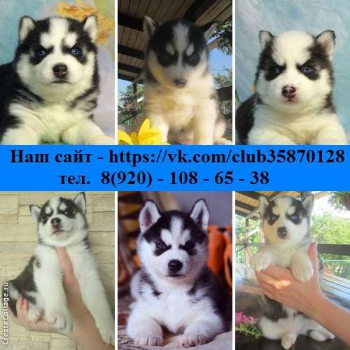 Щеночки хаски и кобели для вязки хасик