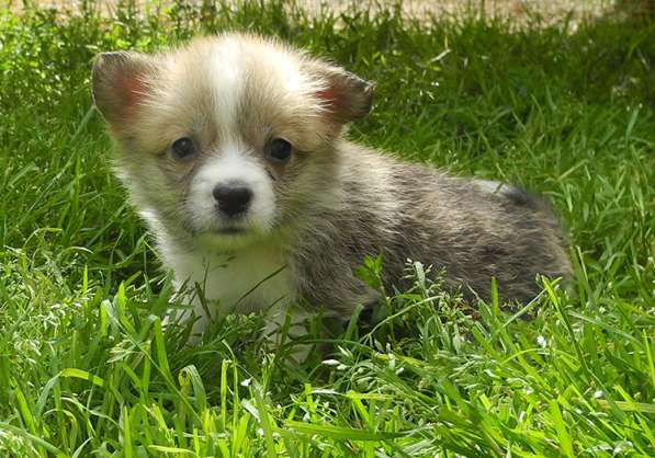 Щенки Вельш Корги Пемброк в Москве фото 20