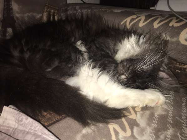 Котёнок Мейн-Кун в Санкт-Петербурге фото 4