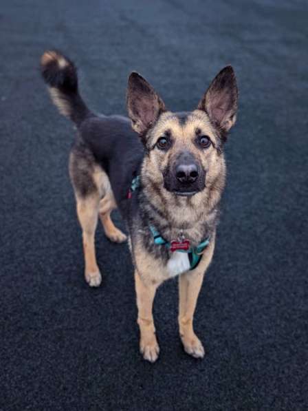 Потешная Рони в Москве фото 19