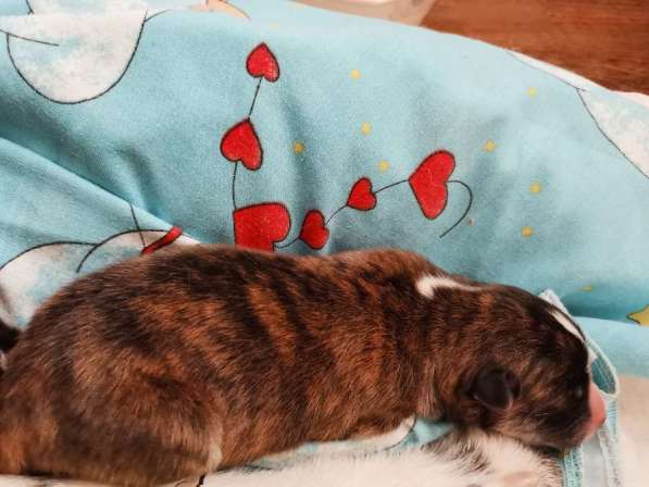 Щенки Акита - ину в Лыткарино фото 6