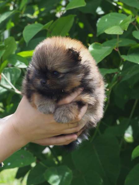 Bombini Pomeranian в фото 8
