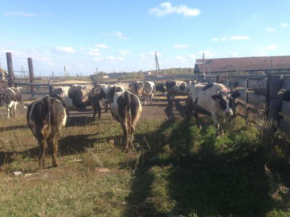 Коровы дойные черно-пестрые в Магнитогорске фото 3