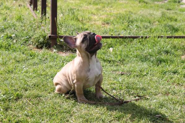 Щенки в Краснодаре