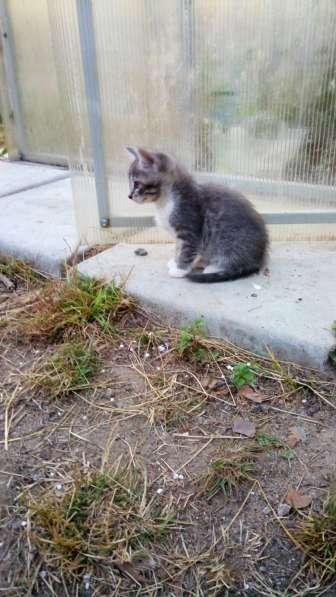 Котята гладкошерстные. Едят самостоятельно, к лотку приучены