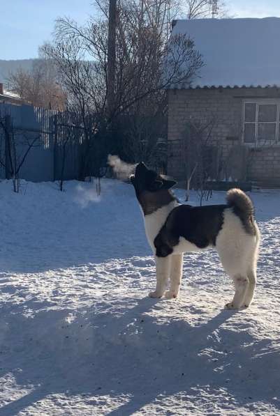 Акита в Ростове-на-Дону фото 31