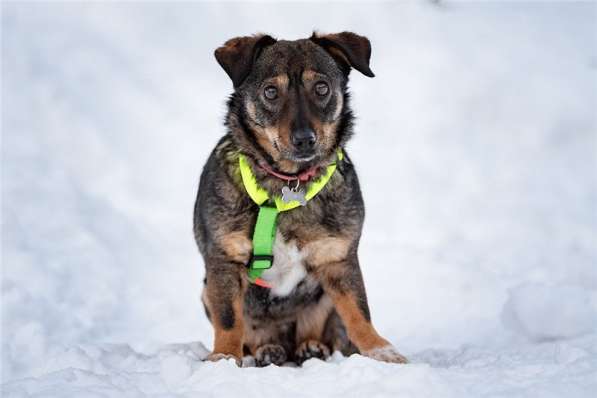 Маленькая собака Тося в добрые руки