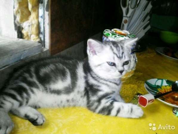 Вязка с мраморным котом котята от 2500 в Кинешме фото 6