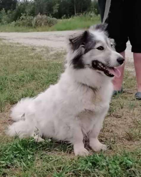 Маленькая пушистая и очень ласковая собачка в Санкт-Петербурге фото 18