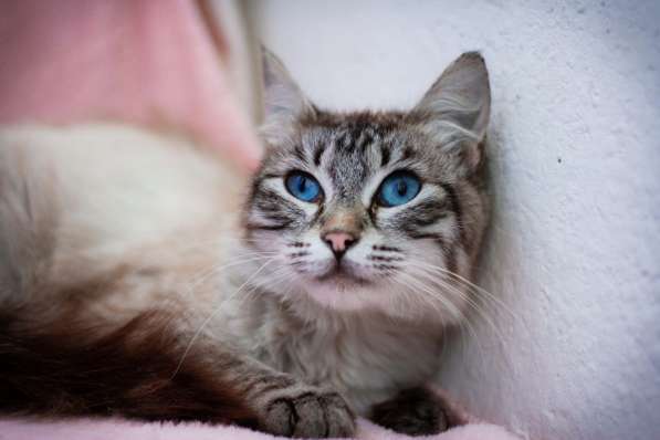 Молодая кошечка Барселона в добрые руки в Москве фото 4