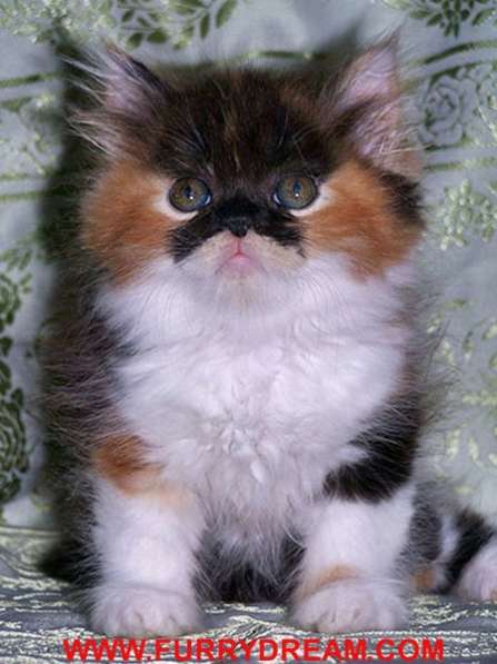 Persian, Himalayan, Chinchilla Kittens For Sale в фото 4
