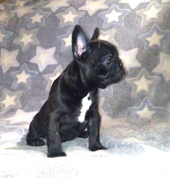 Француженка тигровая в Кирове фото 11