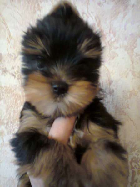 Щенки йоркширского терьера в Москве фото 9