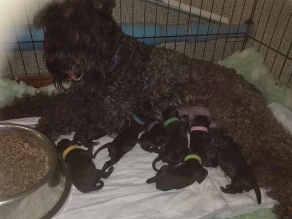 Щенки Керри Блю терьера