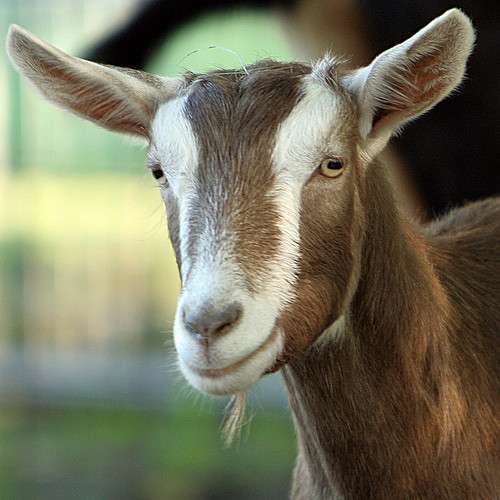 Племенные козы Тоггенбурской породы (из Европы класса Элита) в фото 5