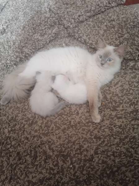 На продажу 3 белых котенка. Рождены 30.03.22 в Твери