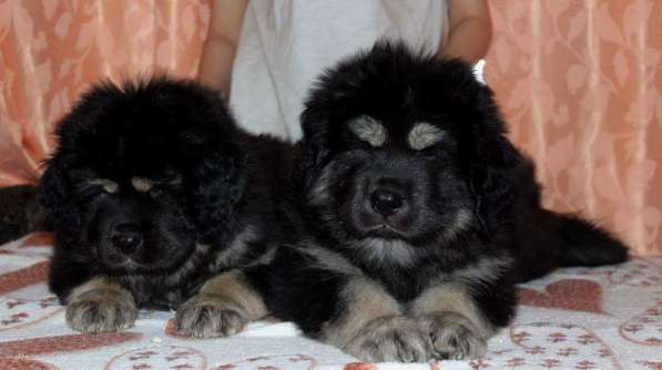 Продам щенков тибетского мастифа в Иркутске