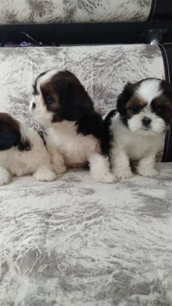 Кавалер Кинг Чарльз Спаниель и Ши-тцу в Москве фото 5