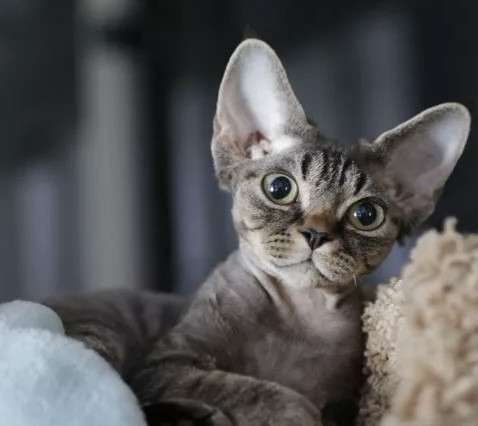 Элитный Девон-Рекс. Кудрявый лесной в Санкт-Петербурге фото 39