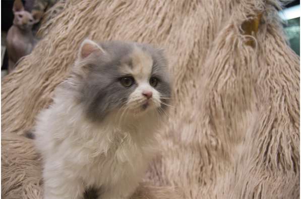 Продаются котята от питомника "Your Fluffy" породы Хайланд С в фото 3
