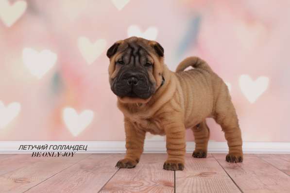 Щенки шар пея в Краснодаре фото 19