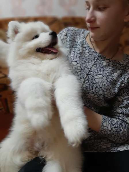 Samoyed puppies в Иванове фото 3
