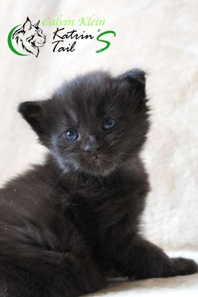 Мейн-Кун чисто черный мальчик