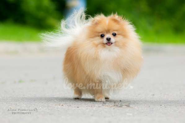 Мини померанские шпицы от красивой пары в Москве фото 10