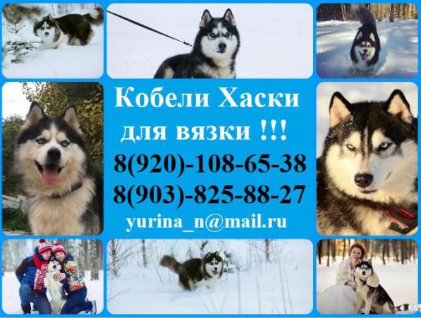 Хаски кобели для вязки самые красивые Мальчики ! в Ростове